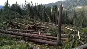 asta pubblica alienazione materiale legnoso